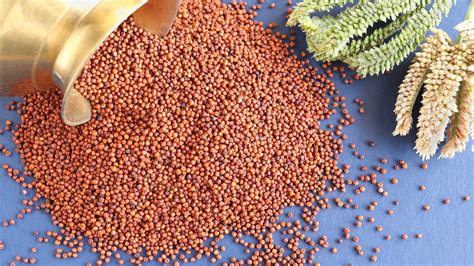 finger millet during pregnancy|millet advisor pregnancy.